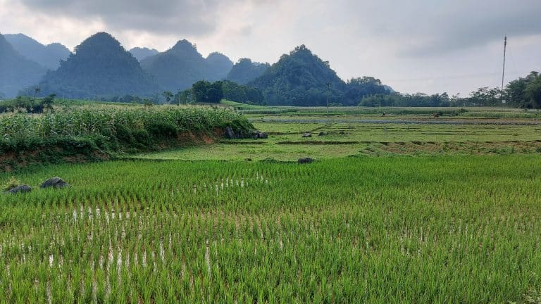 rice fields in northern Vietnam